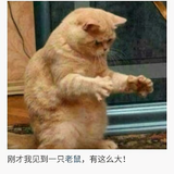 莱克道格头像