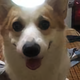 家族不是猪 · 领克08 EM-P车主·车龄1年头像