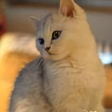 嗣砼是猫控头像