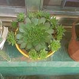 智慧海燕47v头像