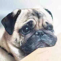 蓝色的鹦鹉螺头像