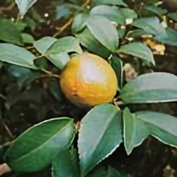 俺老孙312头像