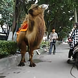 千年求一梦头像