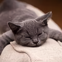 忧忧的小芹菜丶头像