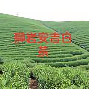 安吉今安茶场头像