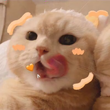 动物园在逃熊熊子头像