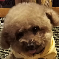 用户640777红叶头像