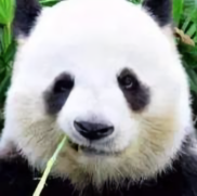 大磊优选好车头像