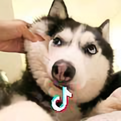 kar侃侃侃头像