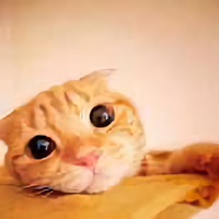 爱吃肉的小小t头像