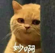 小小猫多鱼头像