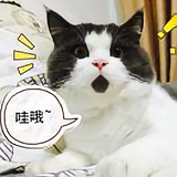 猫猫96597头像