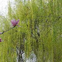 洛阳乡村老教师头像