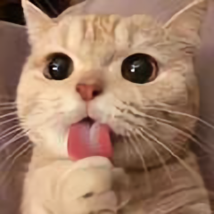 猫猫剪辑电影头像