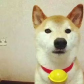 赵小盼3333头像