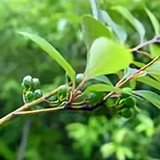 可乐先生OK头像