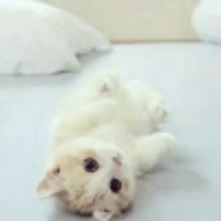 奇妙冰淇淋dr6头像