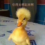 坦诚相待儿头像