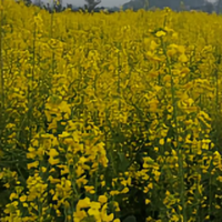 飞鸿雁31519528头像