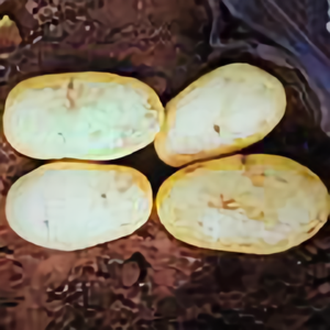 康恩达头像