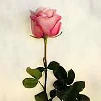 哄哄哈嘿PL头像