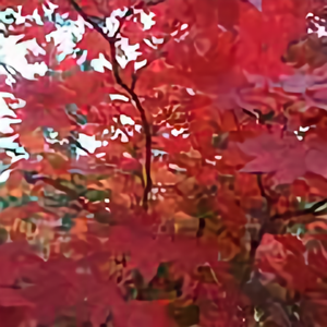 长白山下我的家101头像