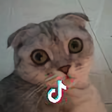 豆豆爹头像