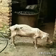 说实话就被喷头像