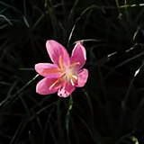 广东俊哥哥头像