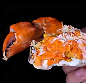 螃蟹哥—张洛鸣头像