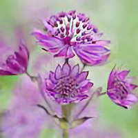 加油的小鲁班头像