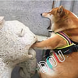 DZY头像