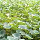 天涯94548头像