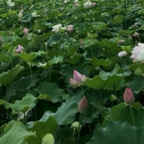 霹雳虎OK头像