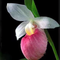 木子46278041头像