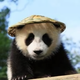 繁星panda头像