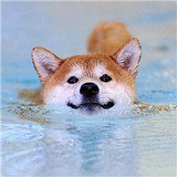 iopknf头像