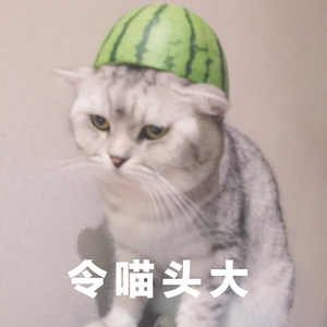 我叫v猫七七头像