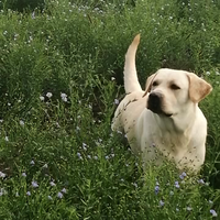 用户高原雄鹰666头像