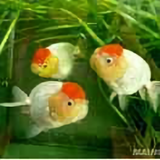 果树223头像