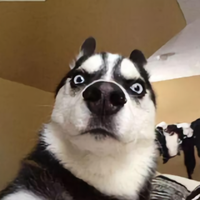 沃尔德尼的鸡毛头像