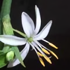 老虎241520029头像
