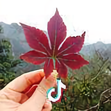 CICI头像