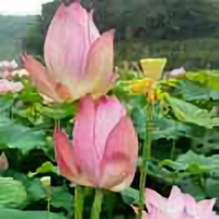 青山绿水7218头像