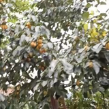 用户4939337271948头像
