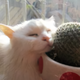 呼噜猫晒太阳头像