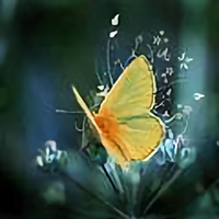 中山市桔子照明头像