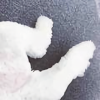 楠木自媒体一可栖头像