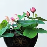 神行太保369头像