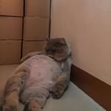 opov头像